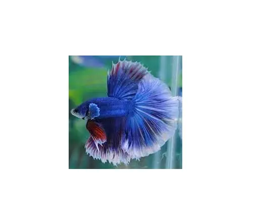 Live Aquarium Tropical Fish Male Halfmoon Betta Assorted Color
