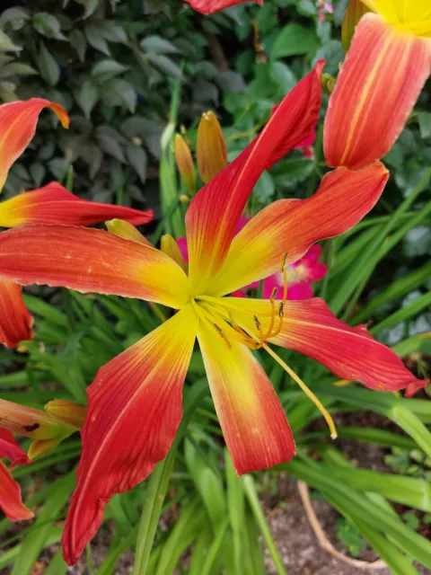 Taglilie Hemerocallis "  Hot Wheels " 70 cm