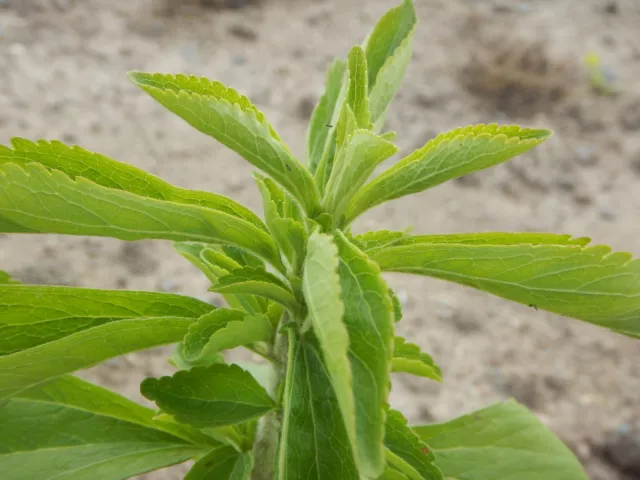 Stevia Süßkraut Stevia rebaudiana Süßstoff der Inkas kalorienarme Süße 2