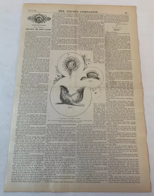 1888 magazine article+engraving ~  LEAF TRAPS FOR INSECT VICTIMS Venus Fly Trap