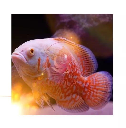 4-5" Live Albino Tiger Osca - Supper Quality - Usa Top Reputable Seller