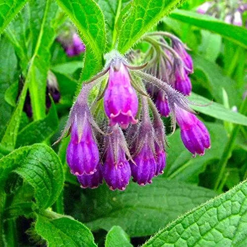 200 Pcs Symphytum Officinale Comfrey Seeds | Non-Gmo | Fresh Garden Seeds