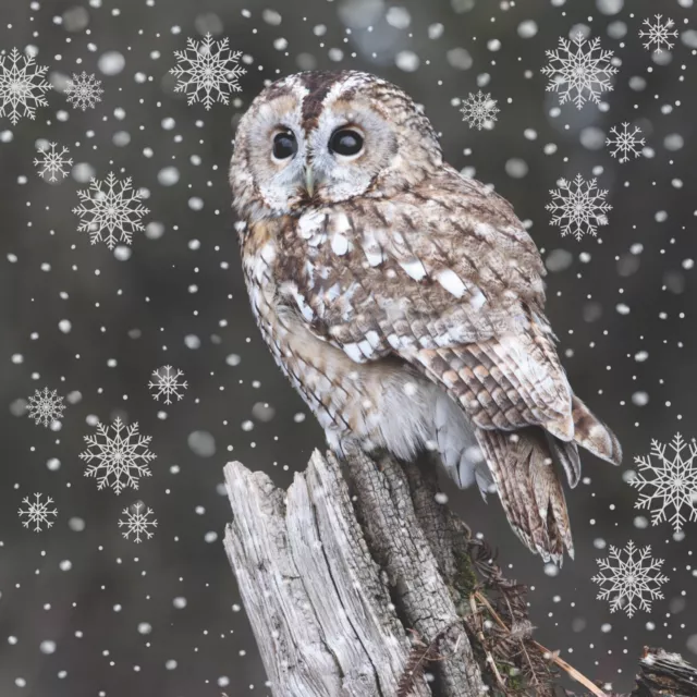 Christmas cards.  Fluffy Owl. Charity  Pack of 10 cards National Eczema Society.