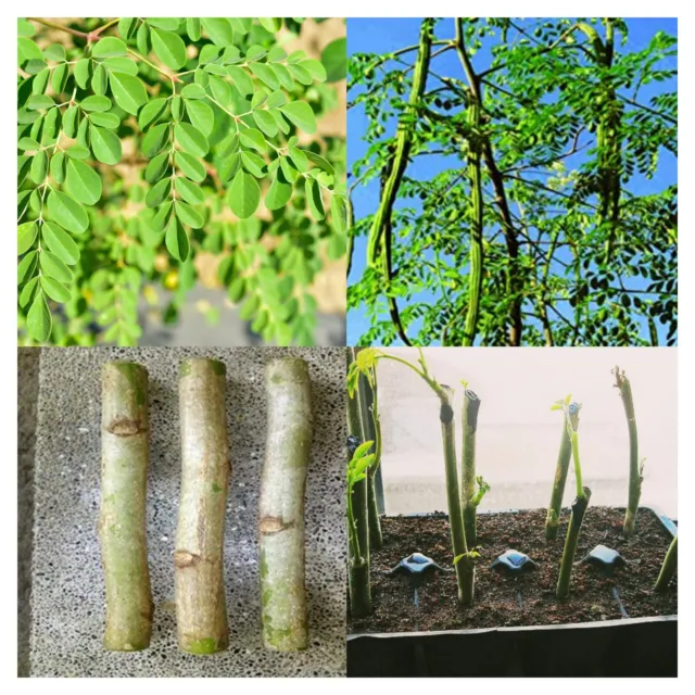 Moringa Tree (Ben Oil/Drumstick Tree) - Moringa oleifera - Live Plant 3 Cutting
