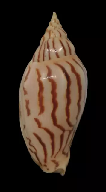 Conchiglia Shell HARPULINA LOROISI W/O India 86,7 mm