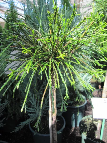 Thuja plicata Whipcord - Faden-Lebensbaum - Veredelung auf einen Hochstamm - 80