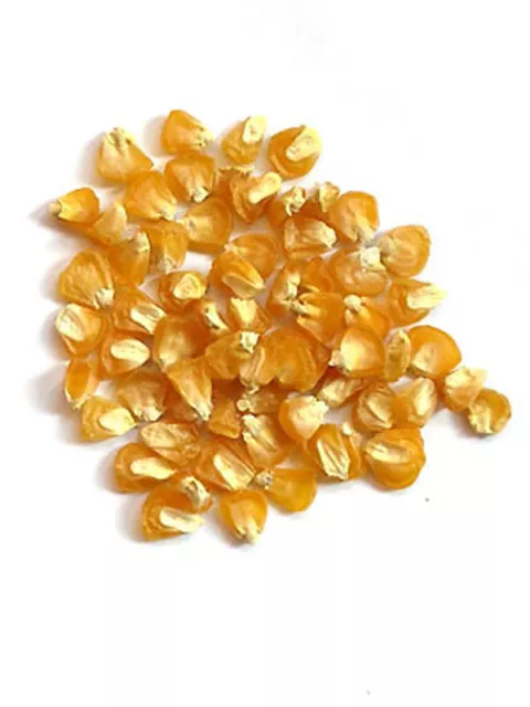 Zuckermais 'Golden Bantam' (Zea mays) - ca. 100 Mais Samen