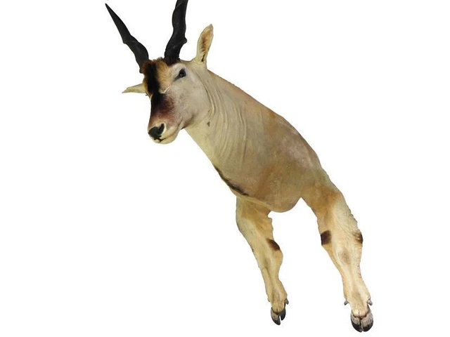 Gran Eland Toro Preparado de Cabeza Con Pies Elen Elenantilope Deco Taxidermy
