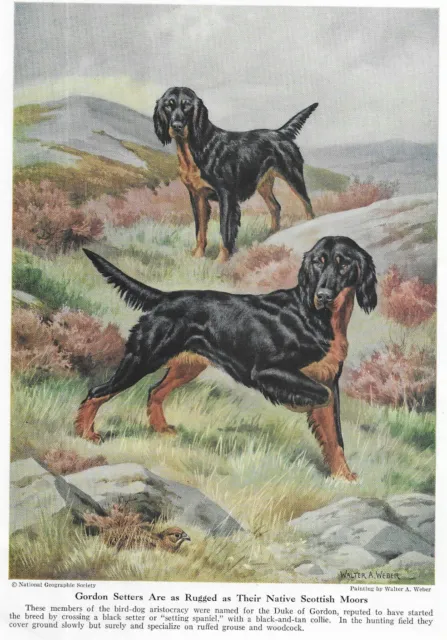 Gordon Setter - CUSTOM MATTED - 1947 Vintage Color Dog Art Print