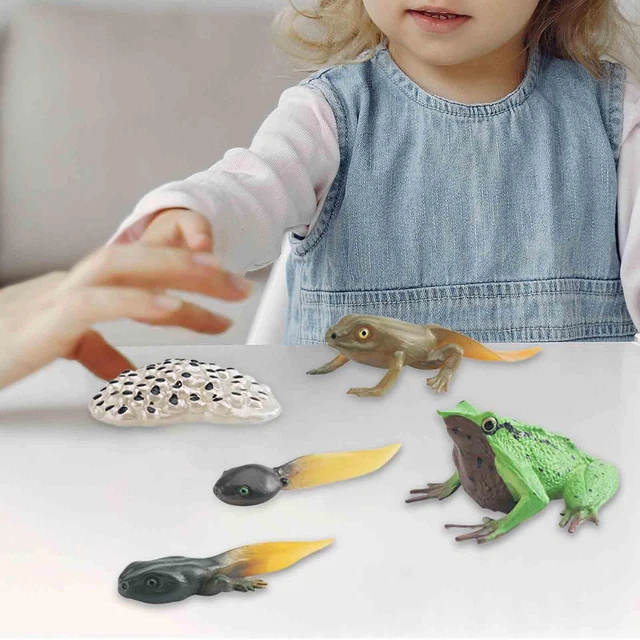 ULTECHNOVO Ensemble De 15 Spécimens De Pierres Naturelles Et Fossiles - Modèles Réels Pour Décoration Et Éducation Enfants