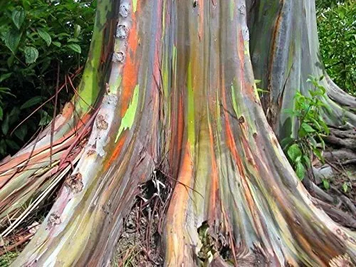 Regenbogen Eukalyptus 30 Samen - Eucalyptus deglupta -