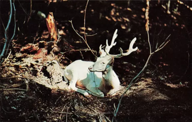 Munising MI Michigan, Miners Falls Game Park Buck Deer in Sun, Vintage Postcard