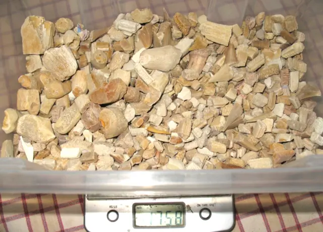 Cretaceous Eocene 1.5 kilos of mostly ray teeth, also shark, bones, Morocco