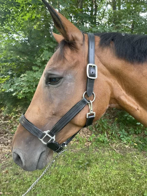 Leaders Premium+ Leather Halter For Full/Horse size! Featuring Patent Leather