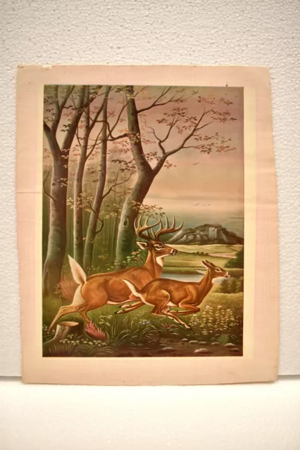 Vintage Lithographie Imprimé Représentant Renne Course En The Jungle Paysage