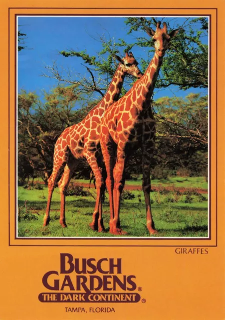 Giraffes Busch Gardens Vintage Continental Postcard Unposted
