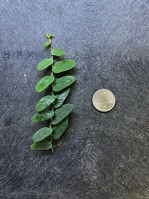 Ficus sp. Borneo - Dart Frog VIVARIUM / Terrarium Plant - Stem Cutting 3