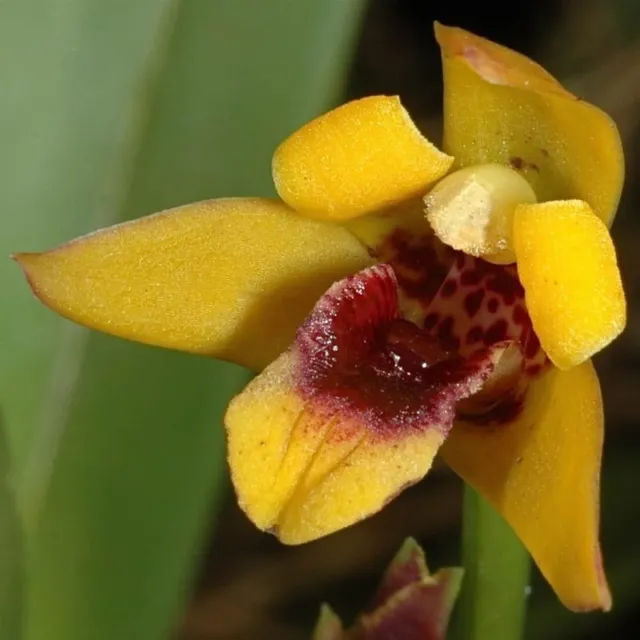 Maxillaria variabilis Yelow Species Orchid plant FS in bloom