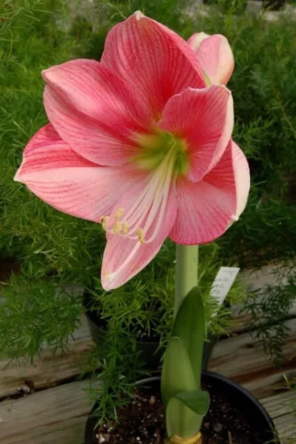 Hippeastrum Tia Ary : MBB 01 : Rare Type Bulbs: Free Postage