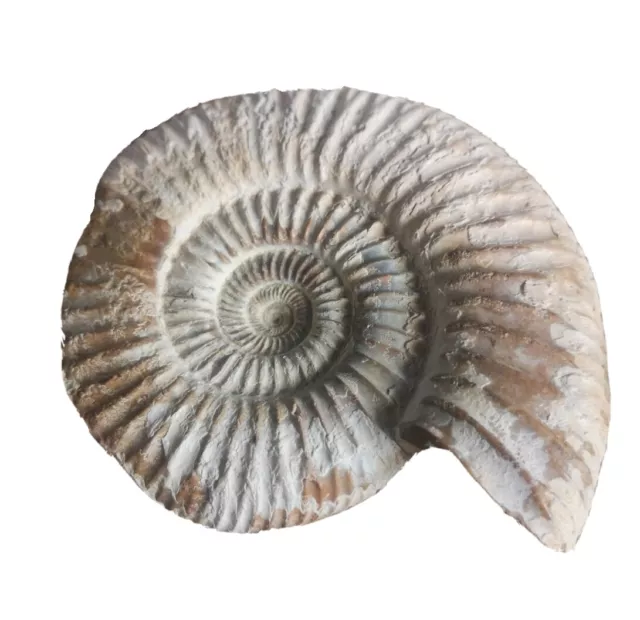 Perisphinctes sp., Kopffüßer, Ammonit, Malm, Ob.Jura, Sakahara, Madagaskar 10cm