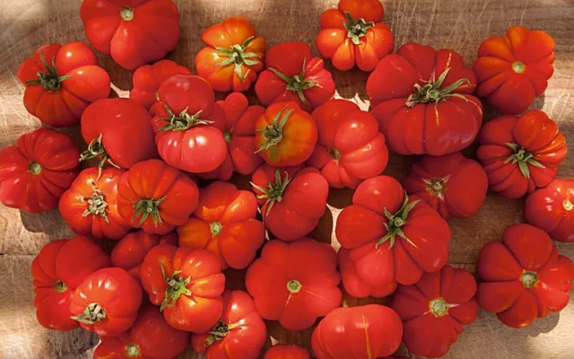 Tomato (Santorini) 135+ Seeds. (Solanum) Instructions Included x