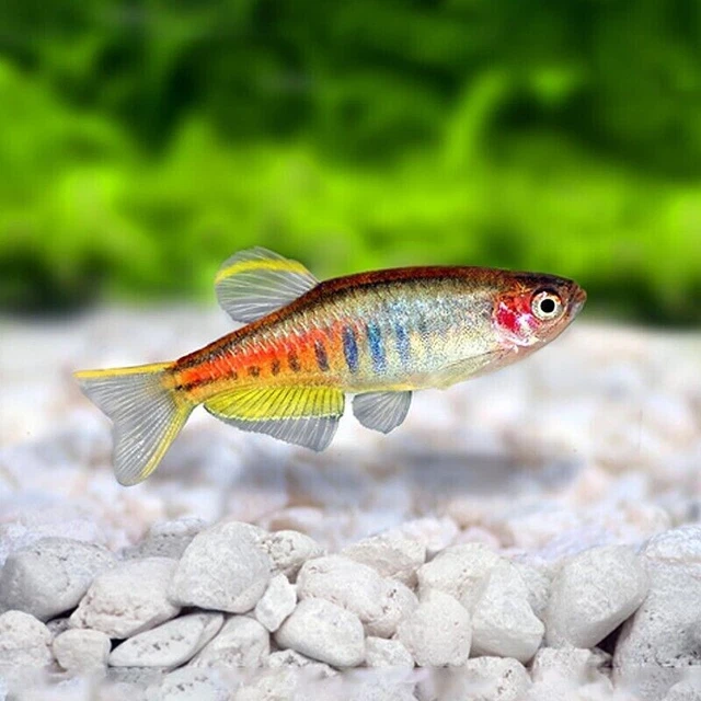 GLOWLIGHT DANIO DANIO Choprae 3cm 10.00 PicClick UK