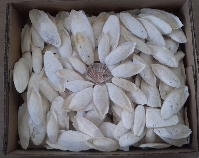 7 Kg. os de seiche 8-18 cm. phosphore calcium