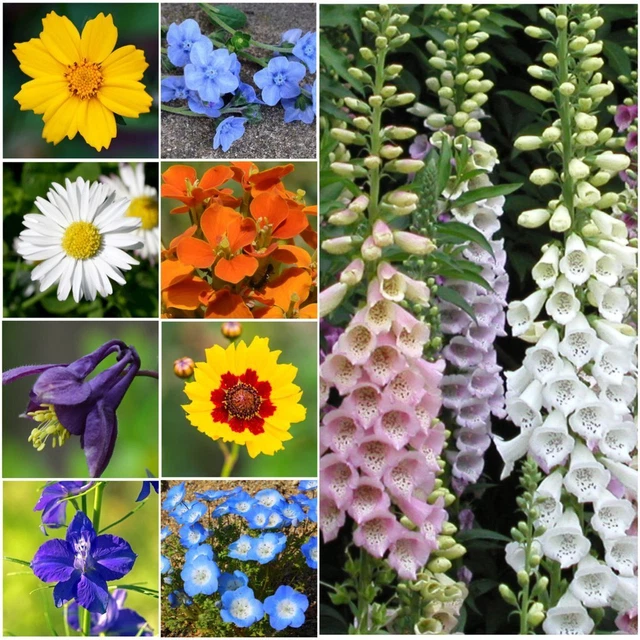 Large 2.1 Ounce Package of 30000+ Partial Shade Wildflower Seed