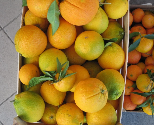 Arance tarocco di sicilia 10kg agrumi raccolti spediti buccia edibile agrumi bio