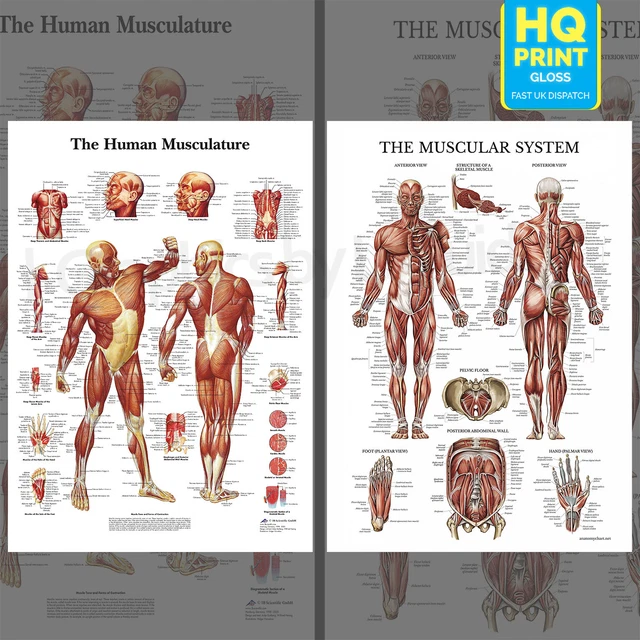 HUMAN RESPIRATORY SYSTEM Educational Notes Anatomical Body Poster A4 A3 ...