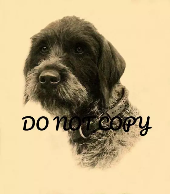Antique 8X10 Repro German Wirehair Pointer Hunting Dog Photo Print