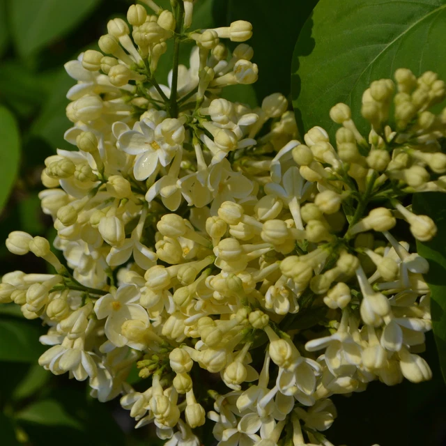 Sureau Samyl 2L - Une variété exceptionnellement fertile et