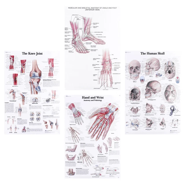 Medical Human Chart 4 PCS HUMAN Body Medical Charts Anatomical Posters Teaching Picture ...