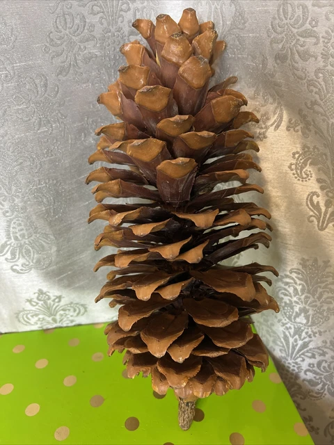 Cono de Pino Coulter Gigante Extra Grande Enorme Piña 13" de Alto Decoración de Cabina (g2)