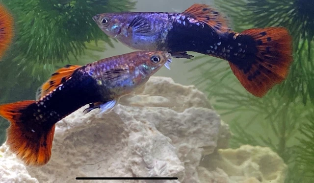 Pink Tuxedo Guppy Male Freshwater Aquarium Live Fish PLS READ DESCR