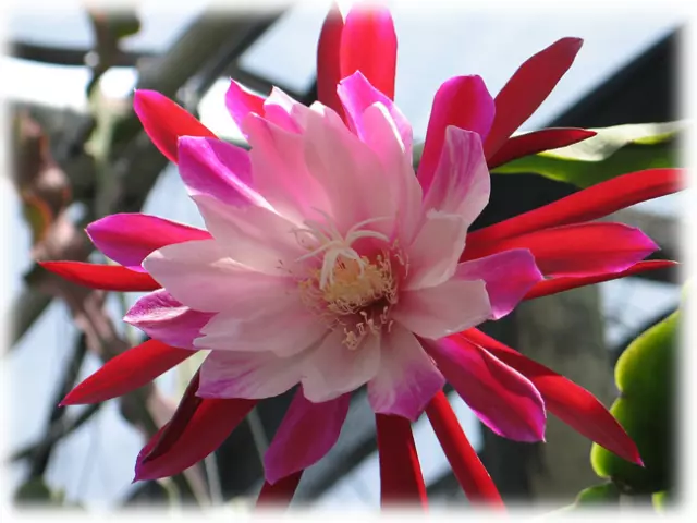 epiphyllum blattkaktus Clown