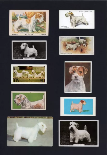 Sealyham Terrier Mounted Collection Of Vintage Dog Cards Great Gift