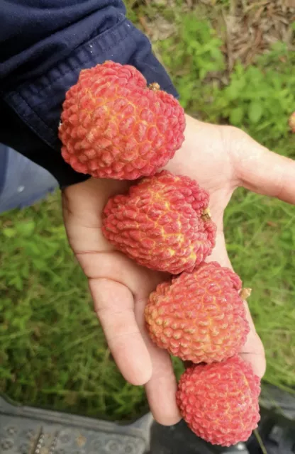 Erdon Lee Lychee Tree Seedling