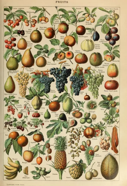 Adolphe Millot Vintage French Botanical Wall Art Poster Print Picture
