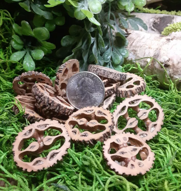 50 rebanadas/botones de cáscara de nogal negro en miniatura - ¡Ideal para joyas y artesanías!