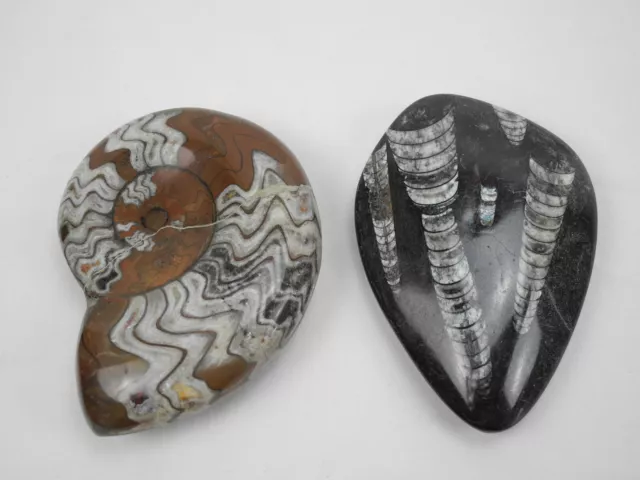 lot of two polished fossils ammonite orthoceras polished fossils ammonite fossil
