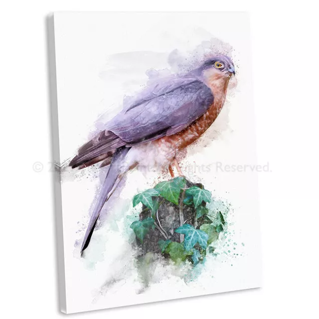 Sparrow hawk Watercolour Style Canvas Print British Bird Wall Art Picture