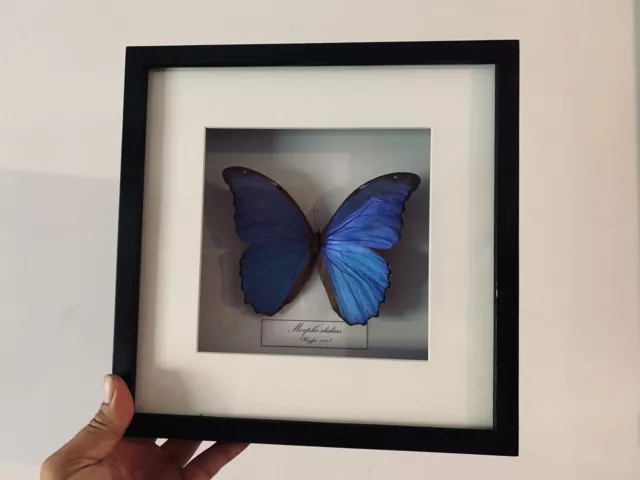 Cabinet de curiosités / Cadre papillon morpho didius