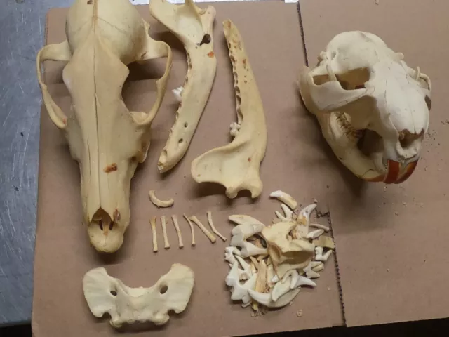 2 Taxidermy SKULLS  coyote 8 in. HUGE and beaver both for one money