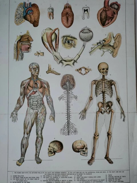 VINTAGE DIAGRAM POSTER Human Body Muscle Anatomy System Anatomical ...