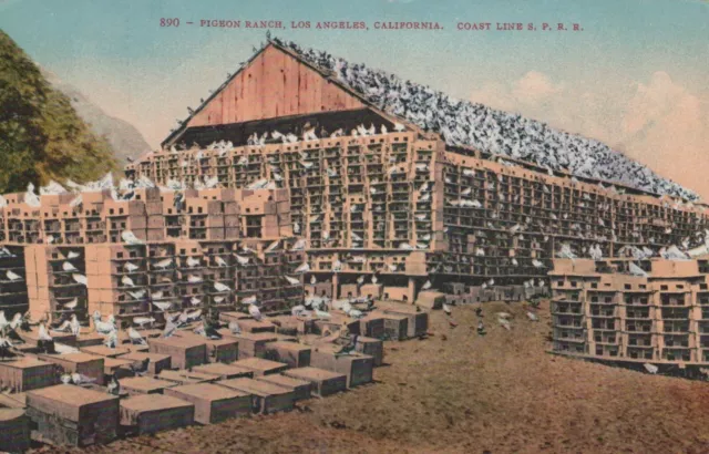 JY Johnson Pigeon Ranch Los Angeles CA Southern Pacific RR c1910s postcard H283