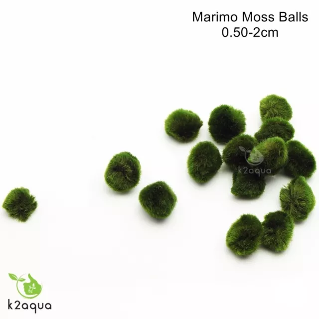 Baby Marimo Moss Ball 0,5-2cm Cladophora Live Aquarium Plant Fish Shrimp Nano