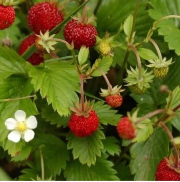 200 Graines Fraise des bois des 4 saisons non traitées - Quatre saisons