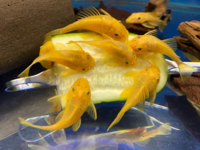 BLUE EYE LEMON YELLOW L144 Bristlenose Plecostomus 1-1/2 inch+ (2 Pack) LF Genes 3