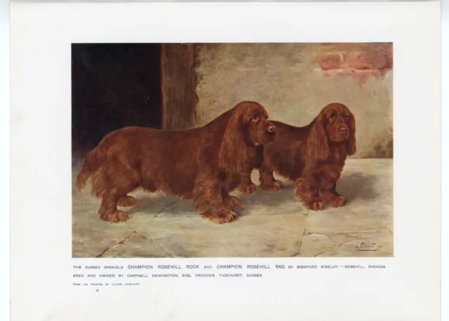 SUSSEX SPANIEL NAMED DOGS ANTIQUE 1907 DOG ART PRINT artist LILLIAN CHEVIOT